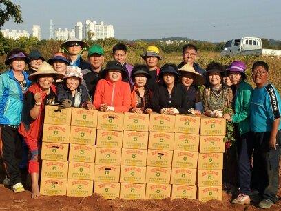 선학동 자생단체, 선학텃밭 경작 고구마 수확의 1번째 이미지