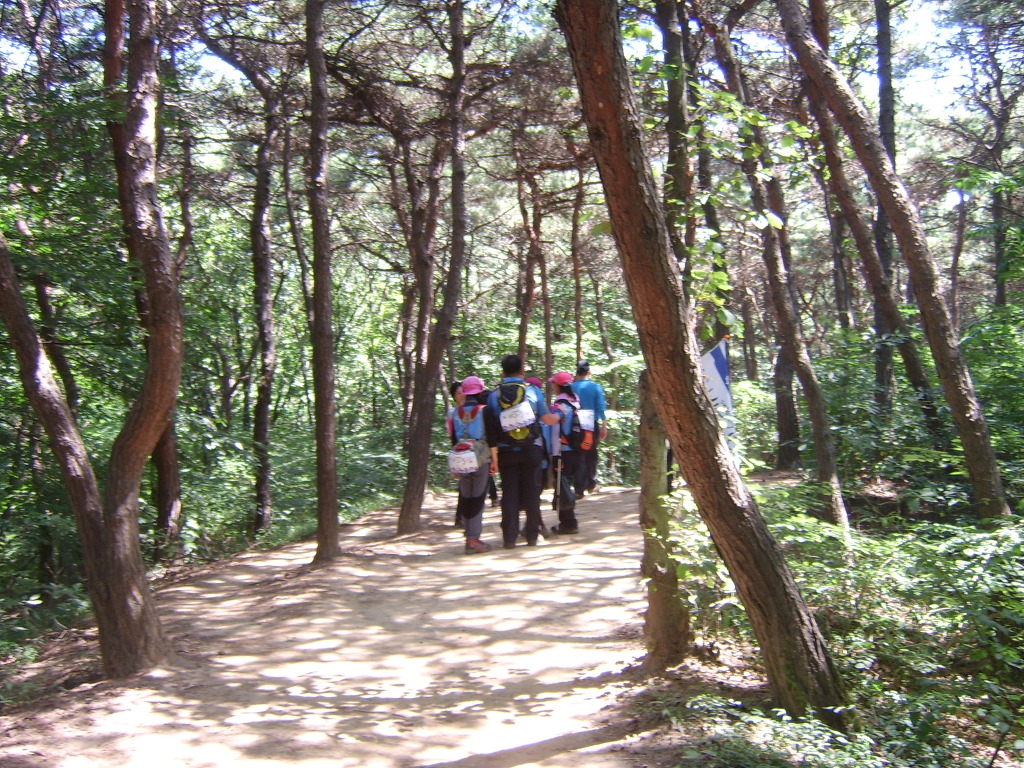 연수구, 청량산 명품소나무 가꾸기 운동 추진의 1번째 이미지