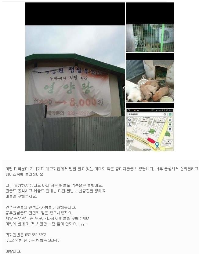 연수구 청학동 개고기 개농장 꼬물이들과 어미개를 살려주세요의 1번째 이미지